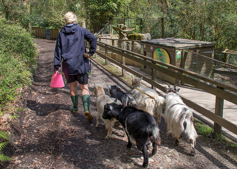 Goats wanted to say hello to the Otters