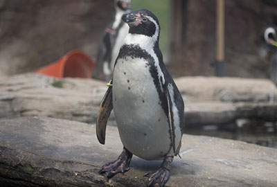 Humboldt Penguin - Godfrey