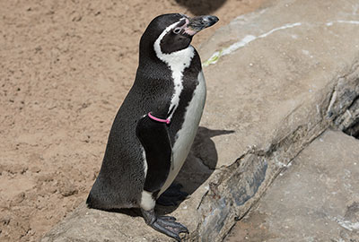 Humboldt Penguin - Piran