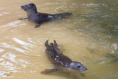 Bo (left) and Jarvis (right)