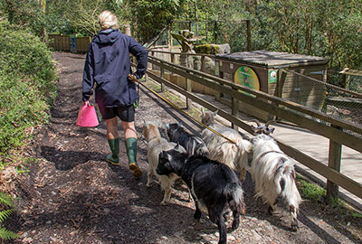 Goats wanted to say hello to the Otters