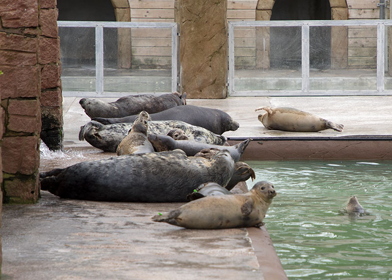 Residents and rescued pups chilling� out