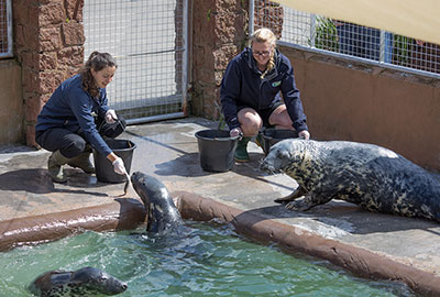 Staff training the resident seals