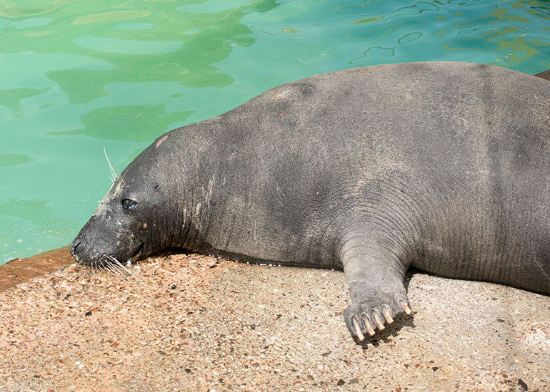 Resident Grey Seal - Atlanta

