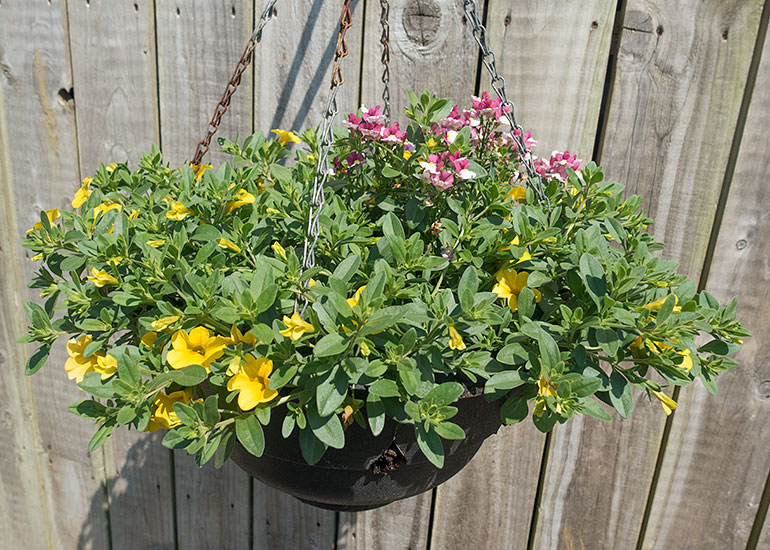 Hanging Basket next to the Penguins enclosure