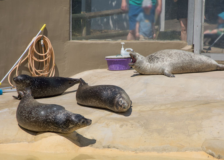 Common Seals - Jarvis, Babyface, Boo and Buddy