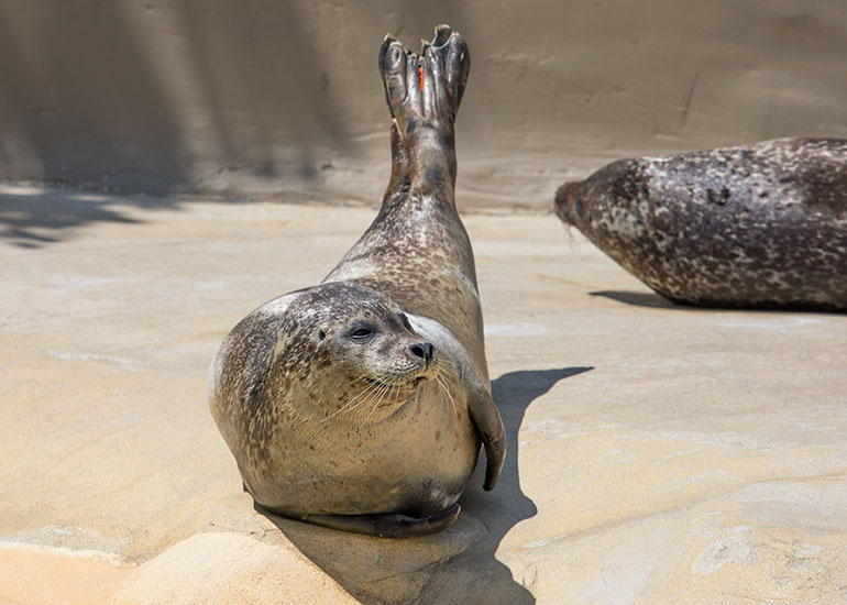Resident Common Seal - Bo