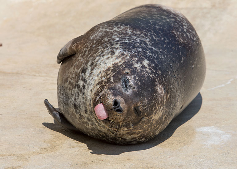 Resident Common Seal - Jarvis