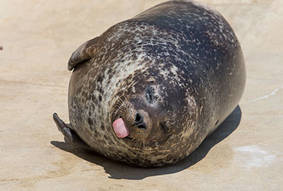 Resident Common Seal - Jarvis