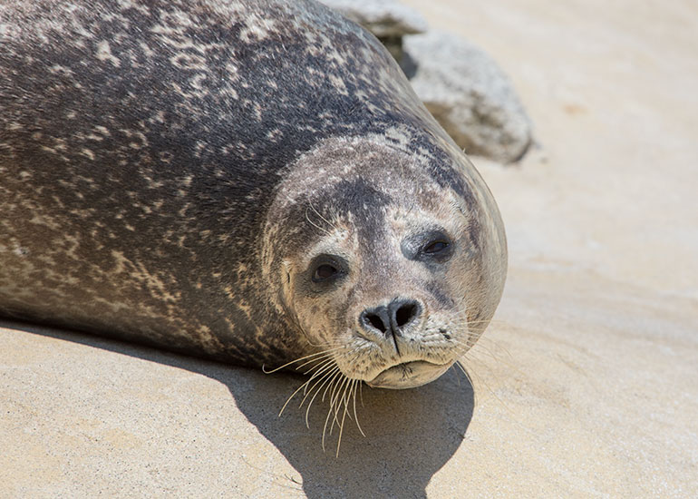 Resident Common Seal - Buddy