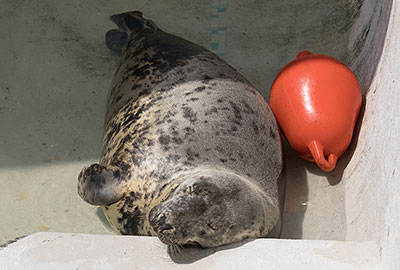 Resident Grey Seal - Willow