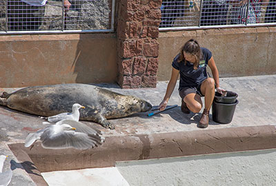 Resident Seal