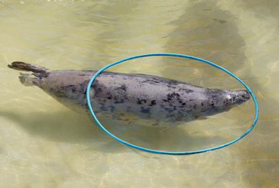 Resident Seal
