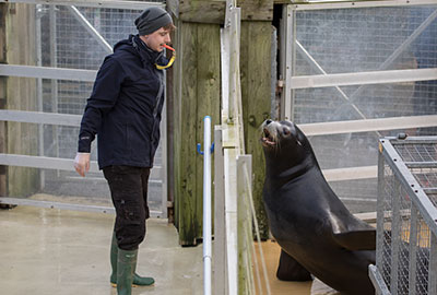 Andre, Californian Sea Lion