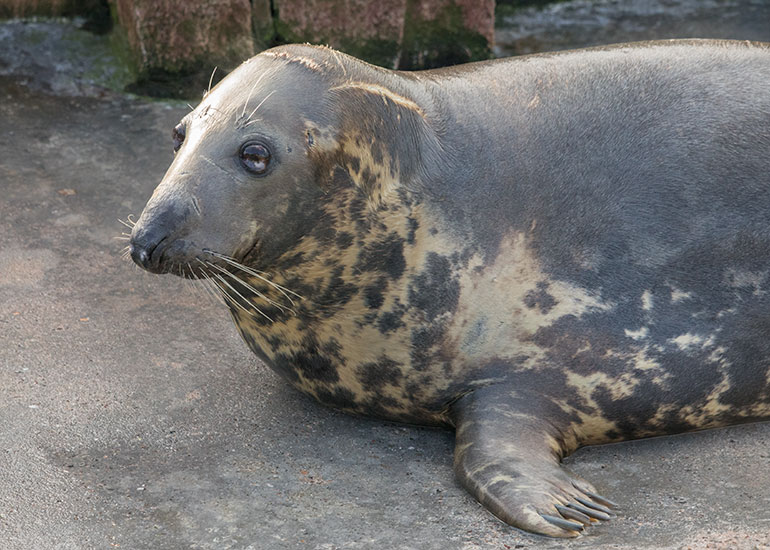 Sheba - Resident Grey Seal 