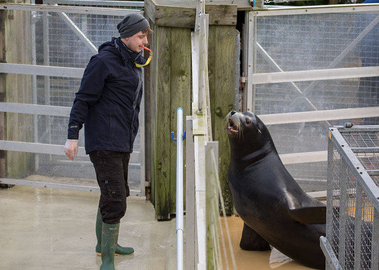 Andre, Californian Sea Lion