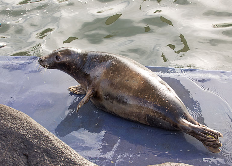 Badger - Resident Grey Seal 
