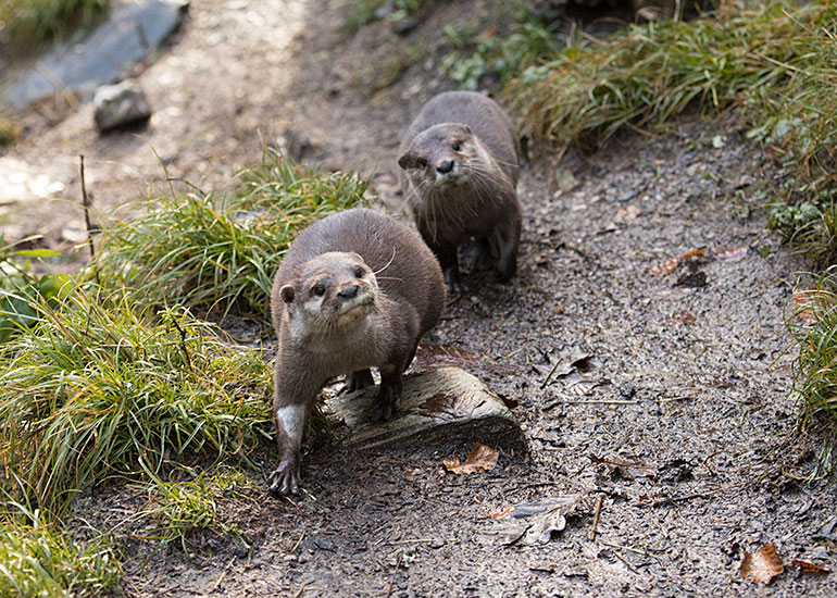 Apricot and Harris - Asian Short-Clawed Otters 
