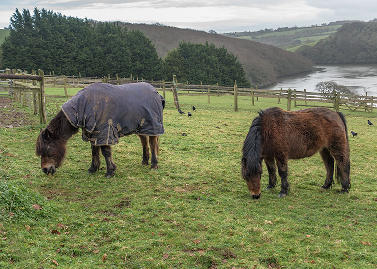 Tuppence and Bracken