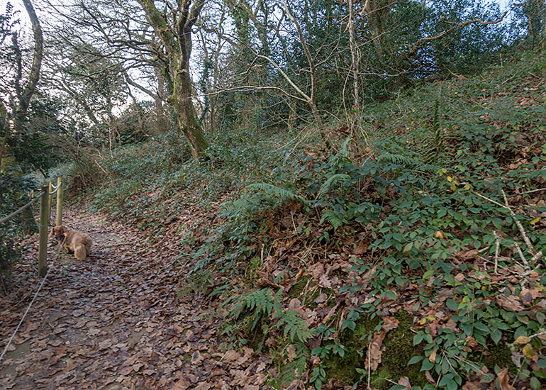 Woodlands Walk