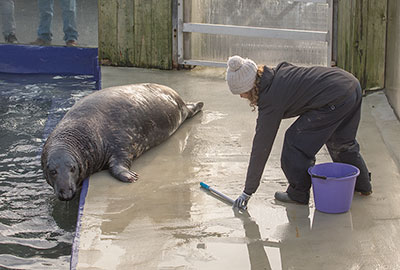 Pumpkin - Resident Grey Seal