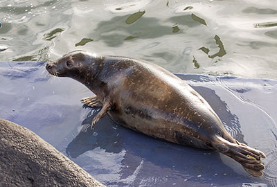 Badger - Grey Seal