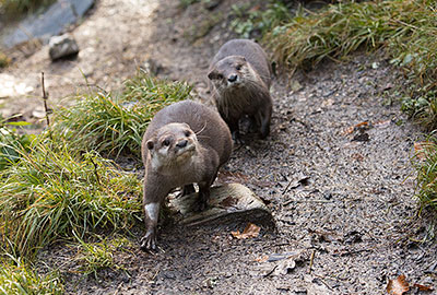 Apricot and Harris - Asian Short-Clawed Otters