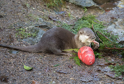 Apricot - Asian Short-Clawed Otters