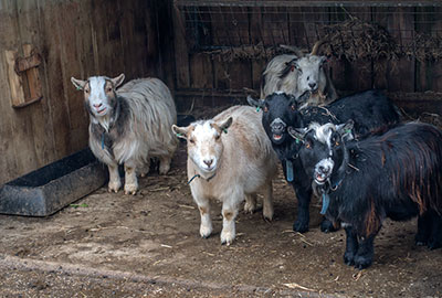 Ernie, Bertie, Dennis, Marvin and Steve 