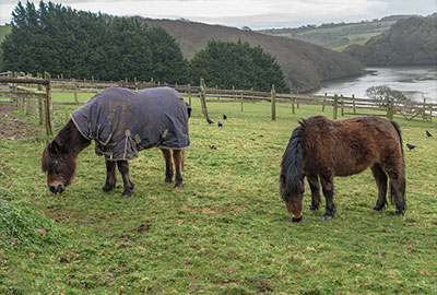 Tuppence and Bracken