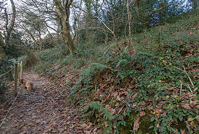 Woodlands Walk