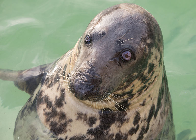 Sheba - Resident Grey Seal 