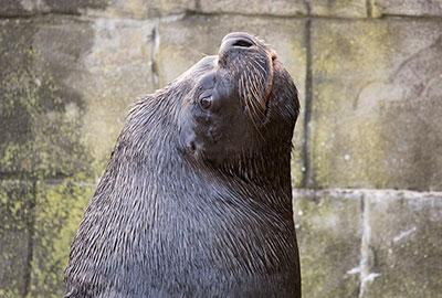 Diego, Patagonian Sea Lion