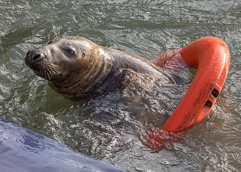 Marlin - Resident Grey Seal