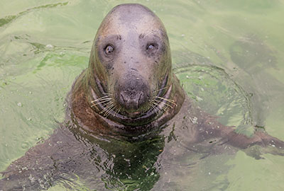 Ray the famous seal celebrates his 18th Birthday