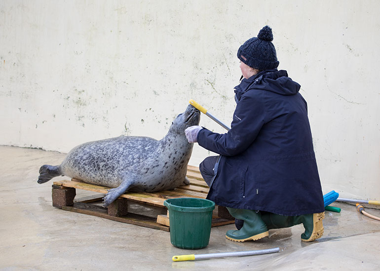 Babyface - Resident Common Seal