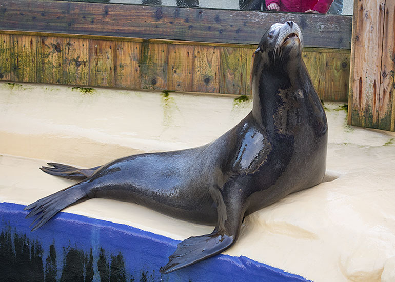Sunny - Californian Sea Lion 