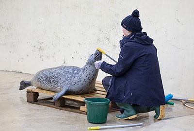 Babyface - Resident Common Seal