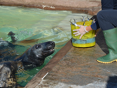 Ray the famous seal celebrates his 18th Birthday