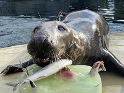Ray the famous seal celebrates his 18th Birthday