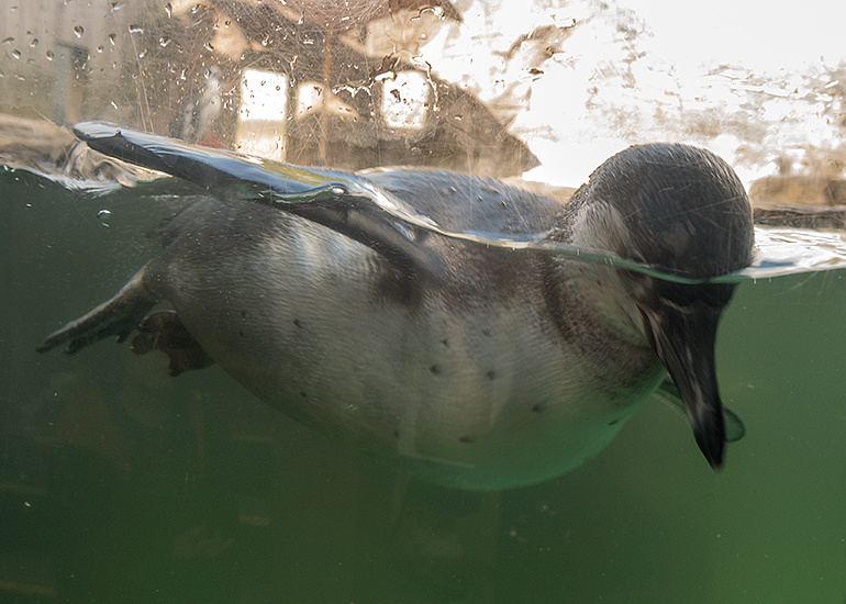 Penguin Chick - Squidge