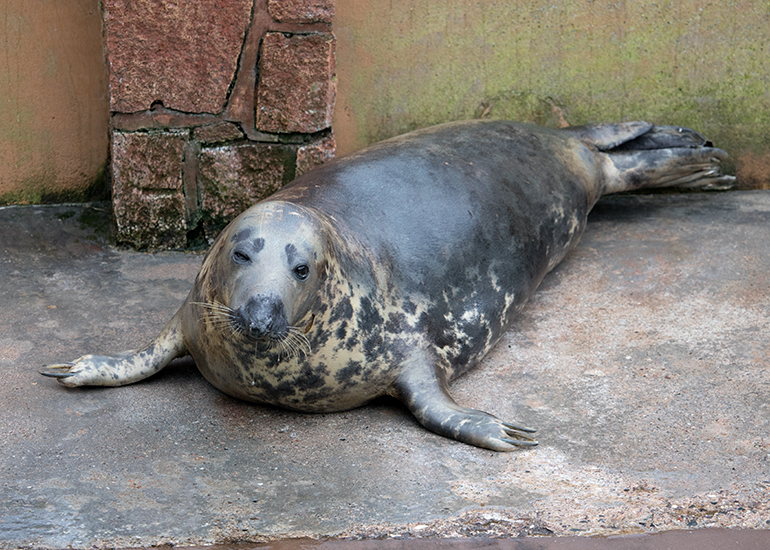 Cornish Seal Sanctuary
