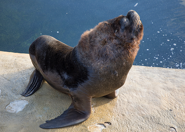 Cornish Seal Sanctuary