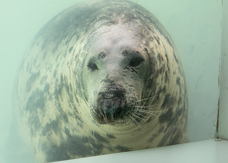 Cornish Seal Sanctuary