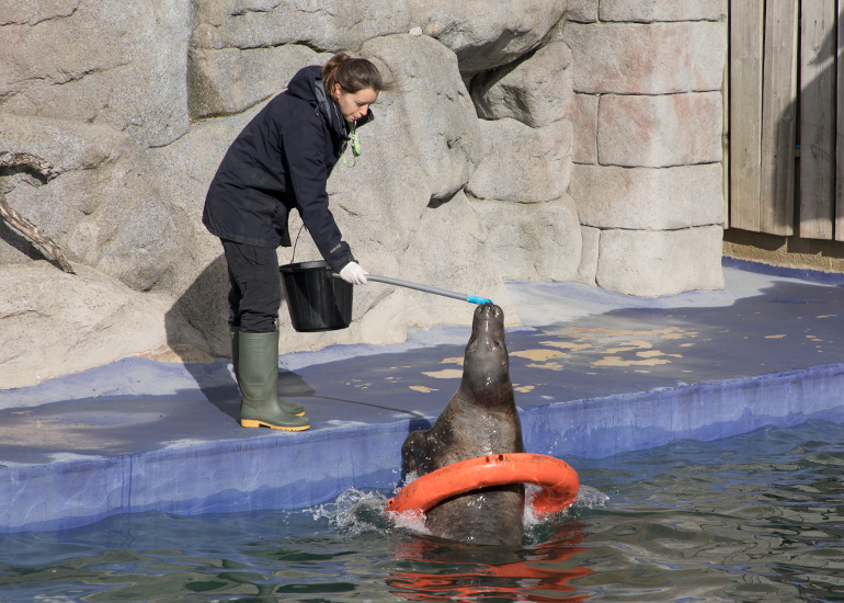 Cornish Seal Sanctuary