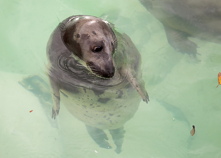 Cornish Seal Sanctuary