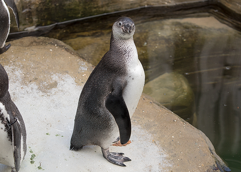 Penguin Chick - Squidge