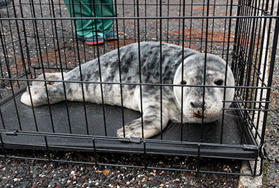 Rescued seal pup, Goonies, arriving at the seal hospital on 24th November 2018