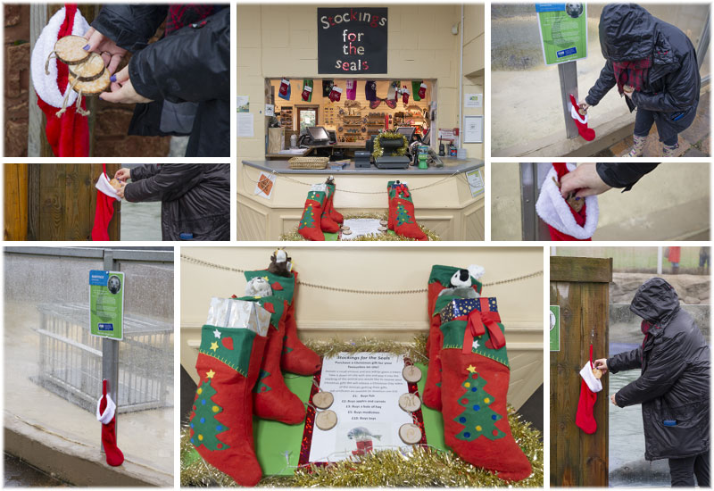 Stockings for the Seals