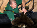 Halibut